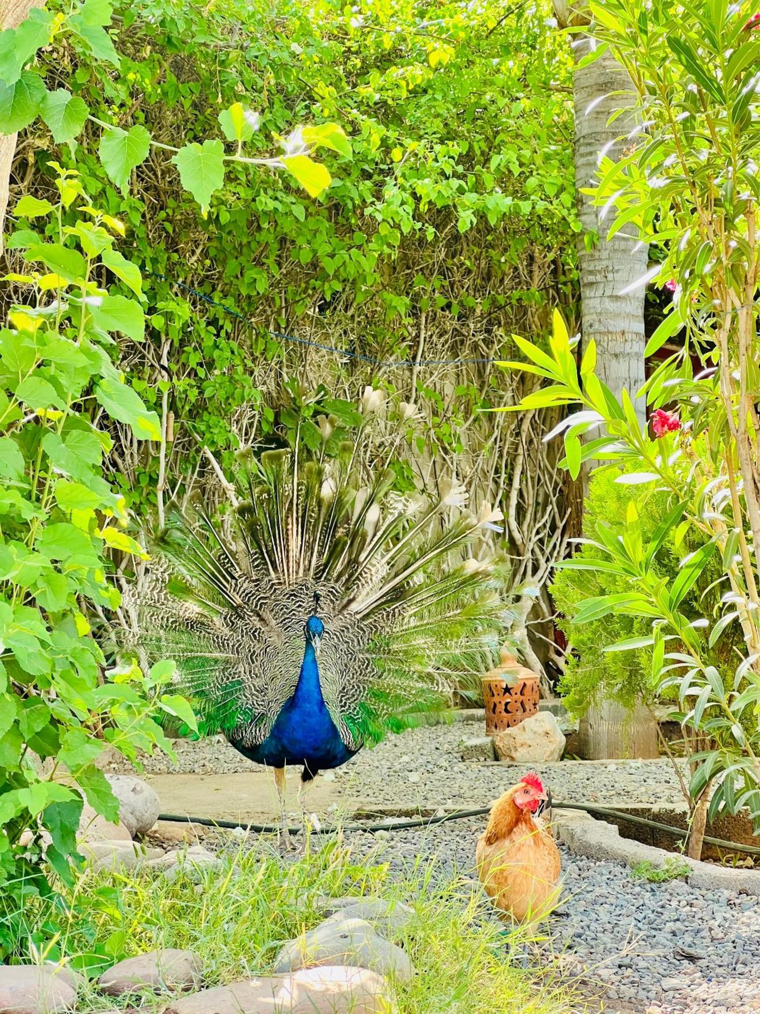 Villa Baddi Marrakech Lagouassem المظهر الخارجي الصورة